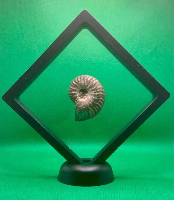 Окаменелость Аммонит Cleoniceras sp. (Мадагаскар - 110 млн. лет)