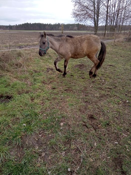 Sprzedam Koniki Polskie