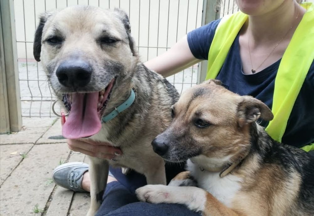 Reksio wesoły do adopcji