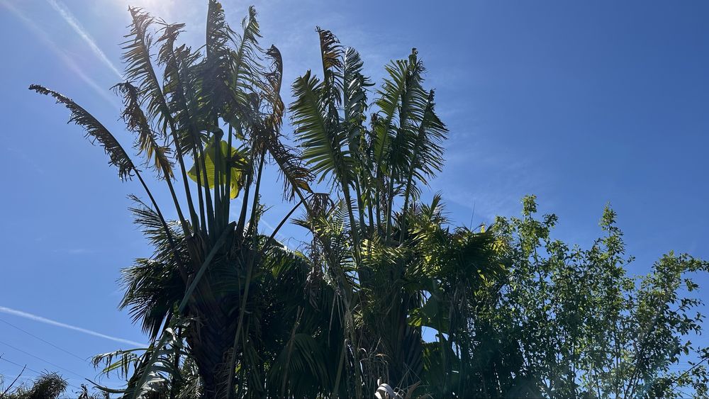 Ravenala madagascariensis* árvore-do-viajante* - Exemplares