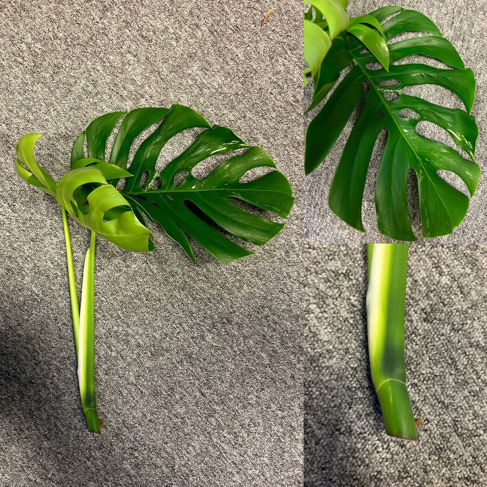 Monstera variegata big form sadzonka szczytowa i 5 liści