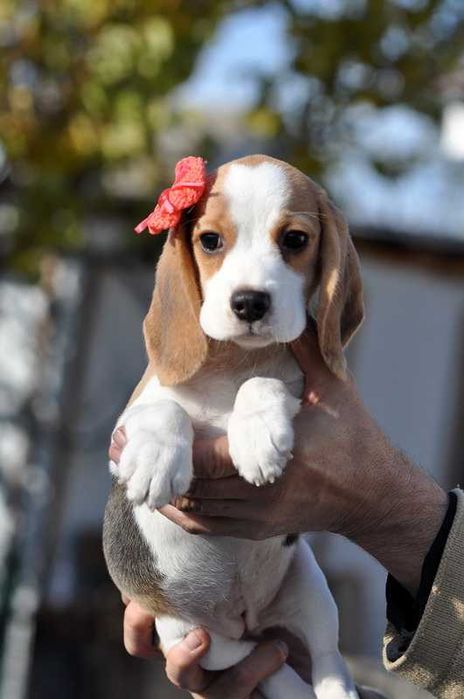 Цукерочка, солоденька крихітка / цуценята бiгля / щенки бигля