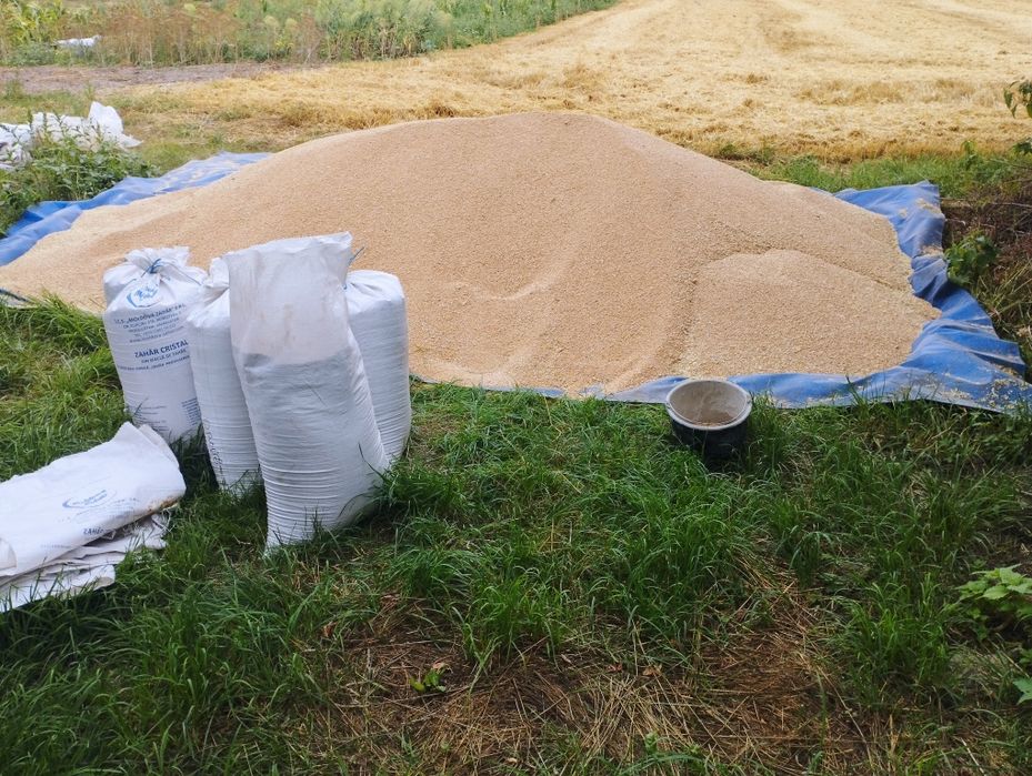 Пшениця озима. 2025р., 3 т.