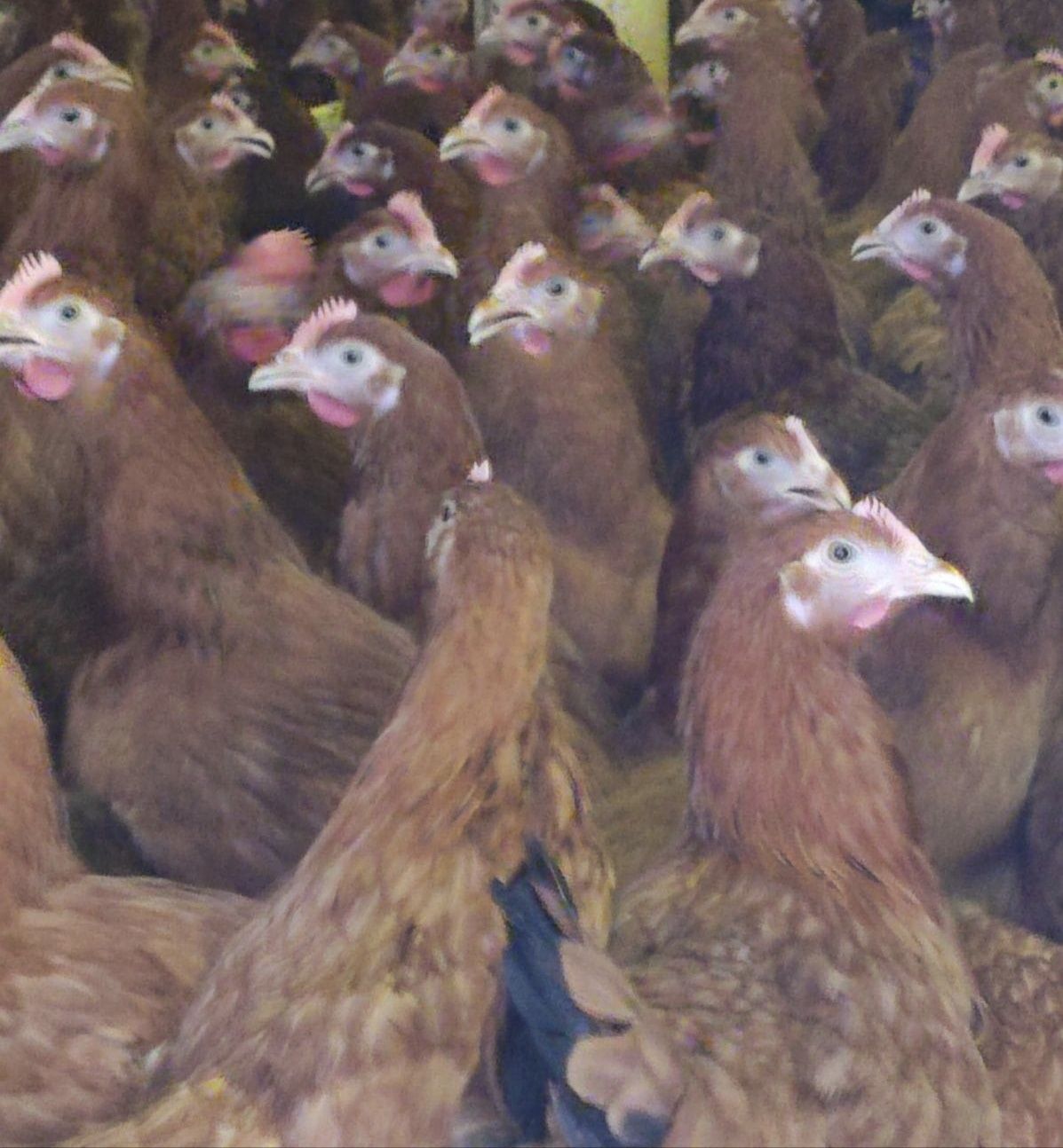 Kury Rosa Leghorn Dominant Lohman Greenshel