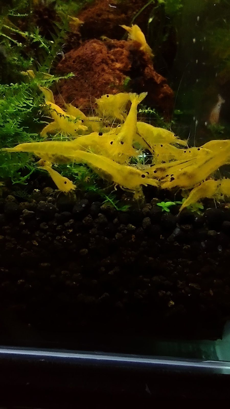 Sprzedam krewetki caridina yellow King kong