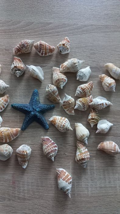 30 szt.muszle, muszelki ozdobne np. do akwarium