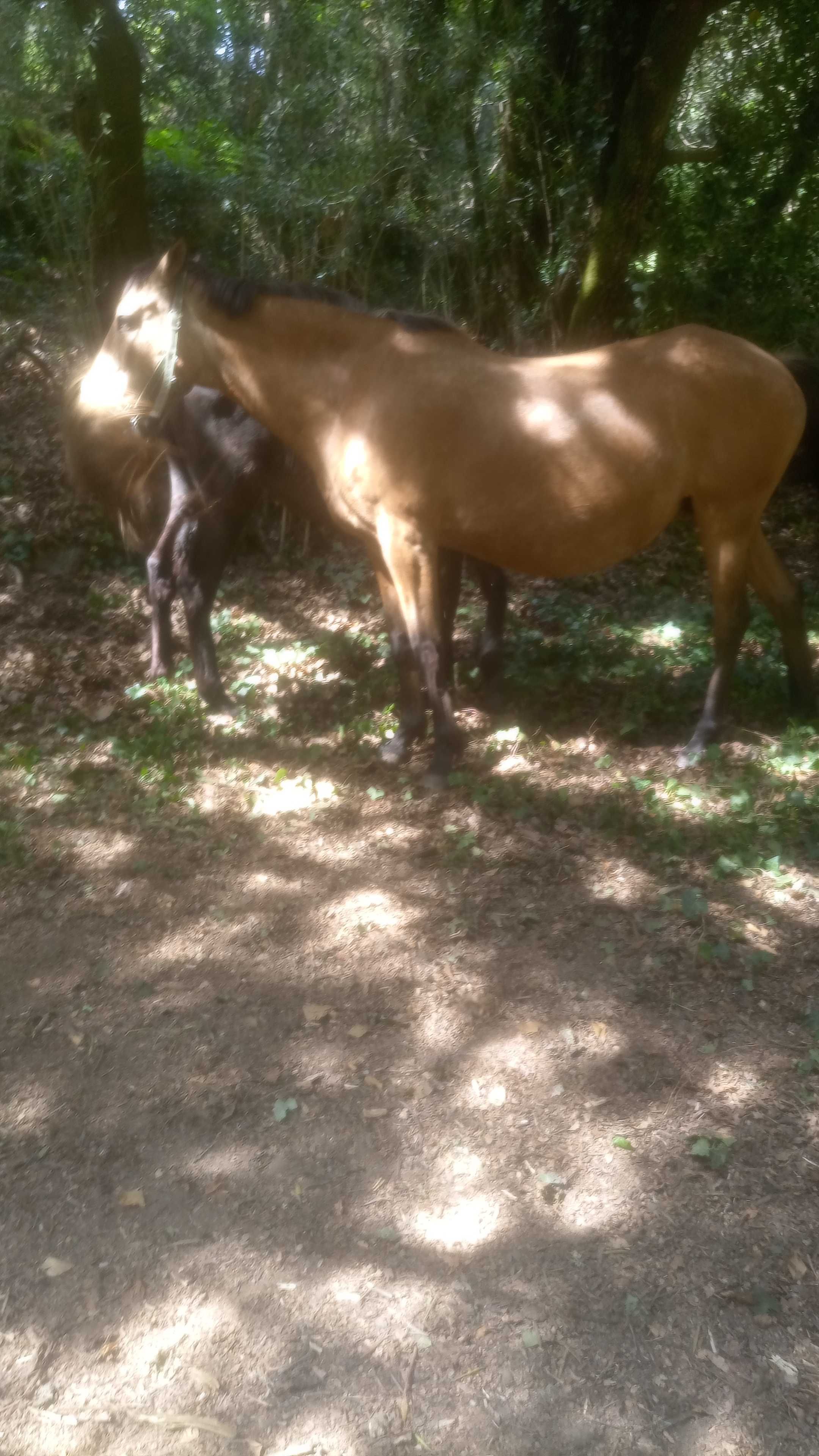 Égua lusitana PSL Baia pontuada