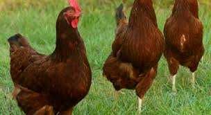 Kurki kury nioski młode Rosa kolorowe Dominant Leghorn.Prosto z Fermy.