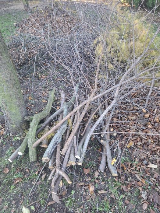 Oddam drewno na opał i gałązki za darmo