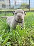 Amerykanski Pitbull - suczka *unikatowa* ostatnia