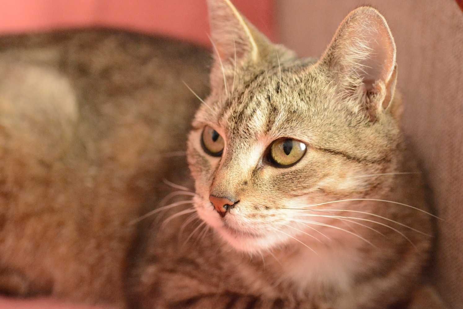 Bure,pręgowane kotki,kociczki,mama i córka,razem lub osobno.ADOPCJA