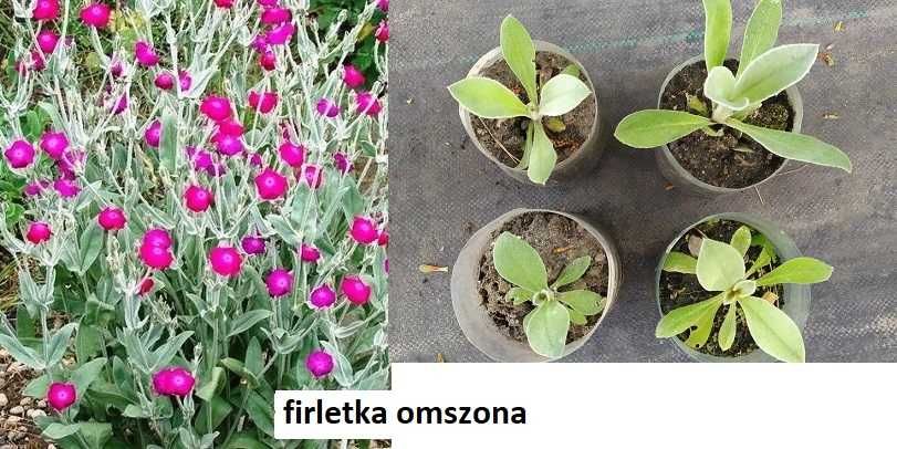 Zestaw rudbekia mikołajek,  firletka, orlik