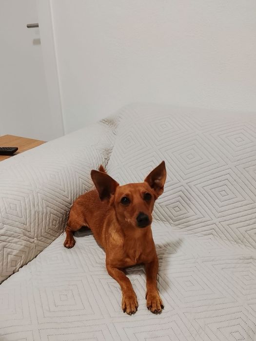 Pinscher caramelo