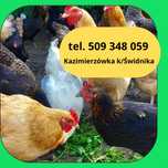 Kurki odchowane 6-20 tygodni kurczeta kury koguty kurczęta