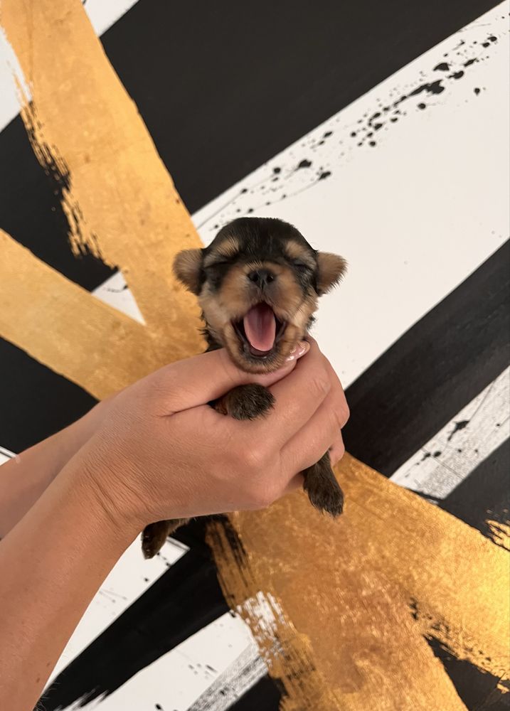 Suczka Yorkshire Terrier