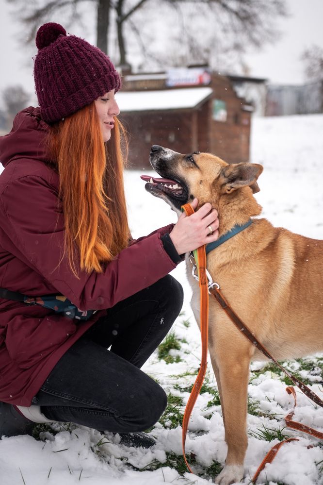 Najbardziej uroczy i zabawny pies jakiego poznasz. Psiak do adopcji.