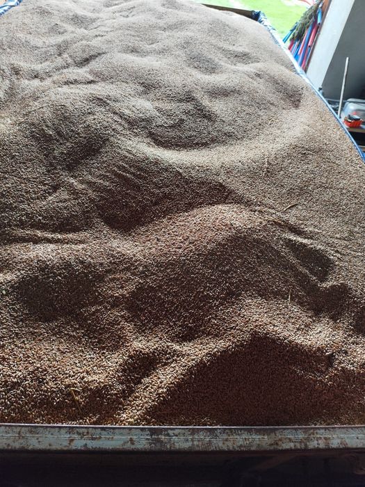 Pszenżyto Tadeus workowane