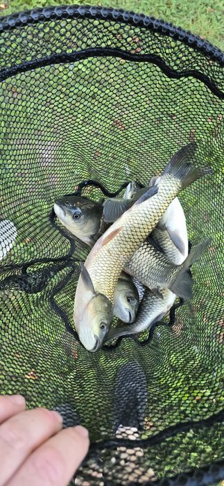 Zarybianie stawów, Amur, Karp, Tołpyga, Karaś, Sum, Szczupak, Lin,Okoń