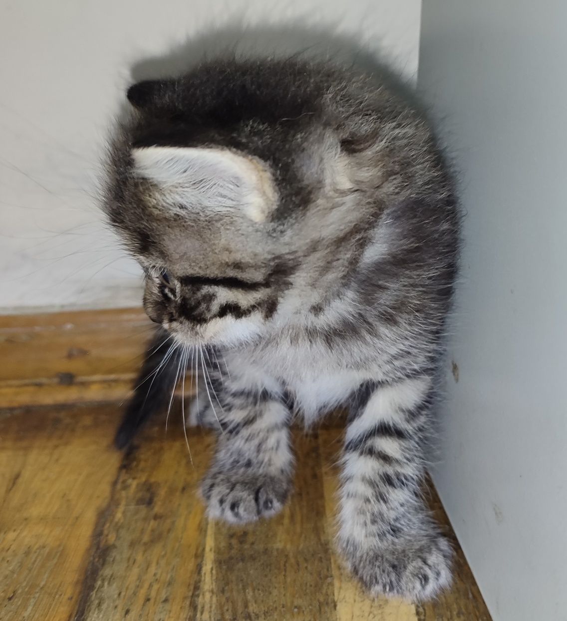 Котенята 2 хлопчики 2 дівчинки