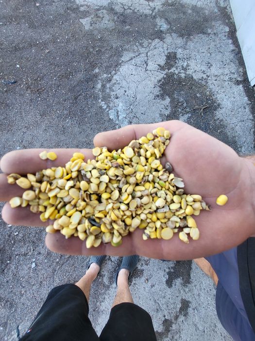 Половинки сои без гмо 50тон цена договорная.