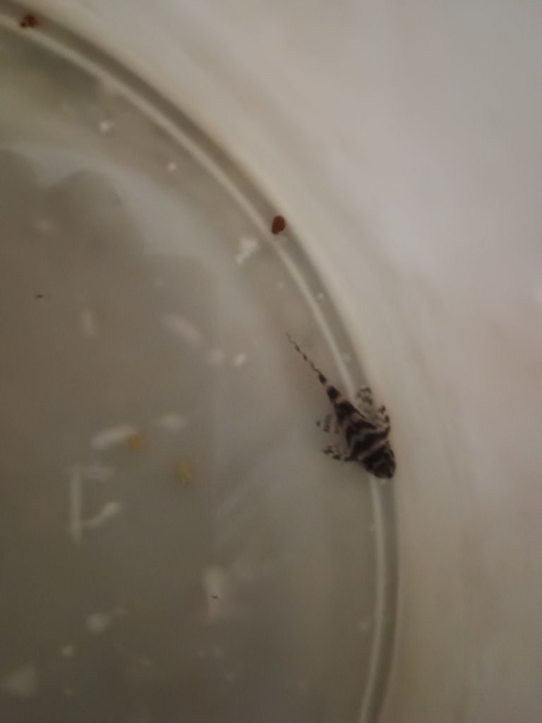 Zbrojnik Hypancistrus L173