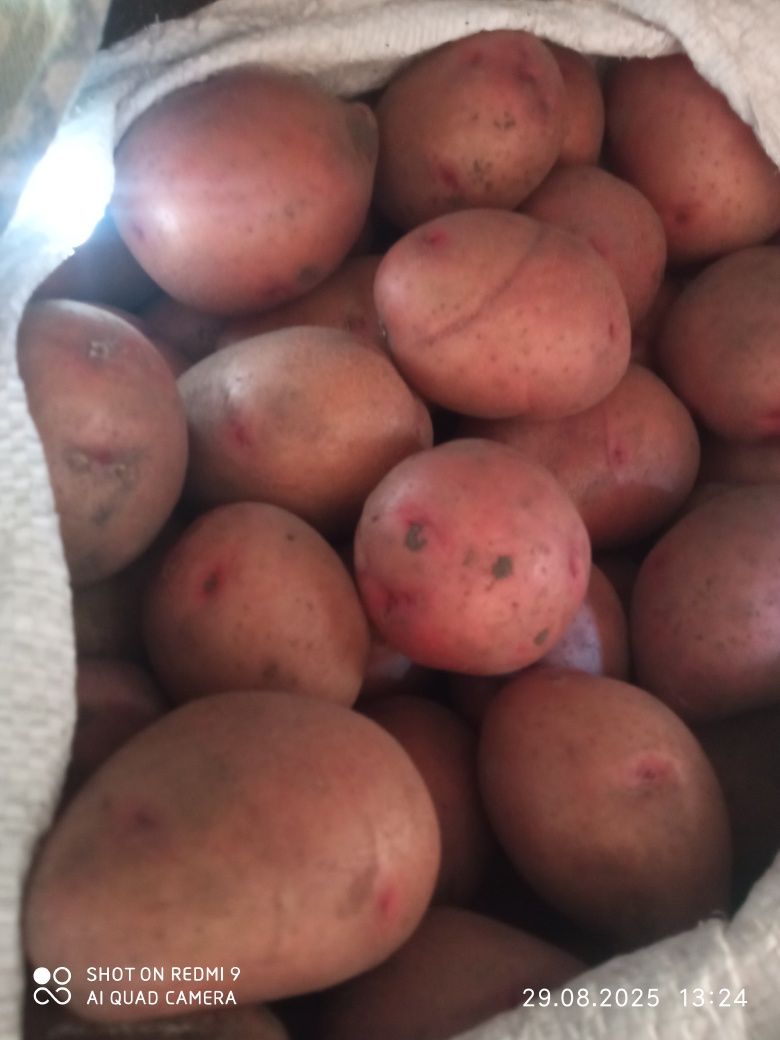 Продам їстівну картоплю