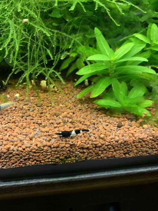 Креветка пресноводная Черный Кристалл (Caridina cf. cantonensis sp.)