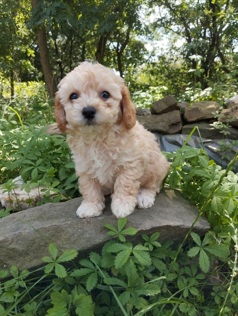 Suczka dziewczynka maltipoo f1b ( maltańczyk pudel ) GOTOWA DO ODBIORU