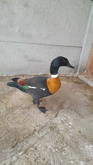 Gęsi ozdobne Kazarka obrożna