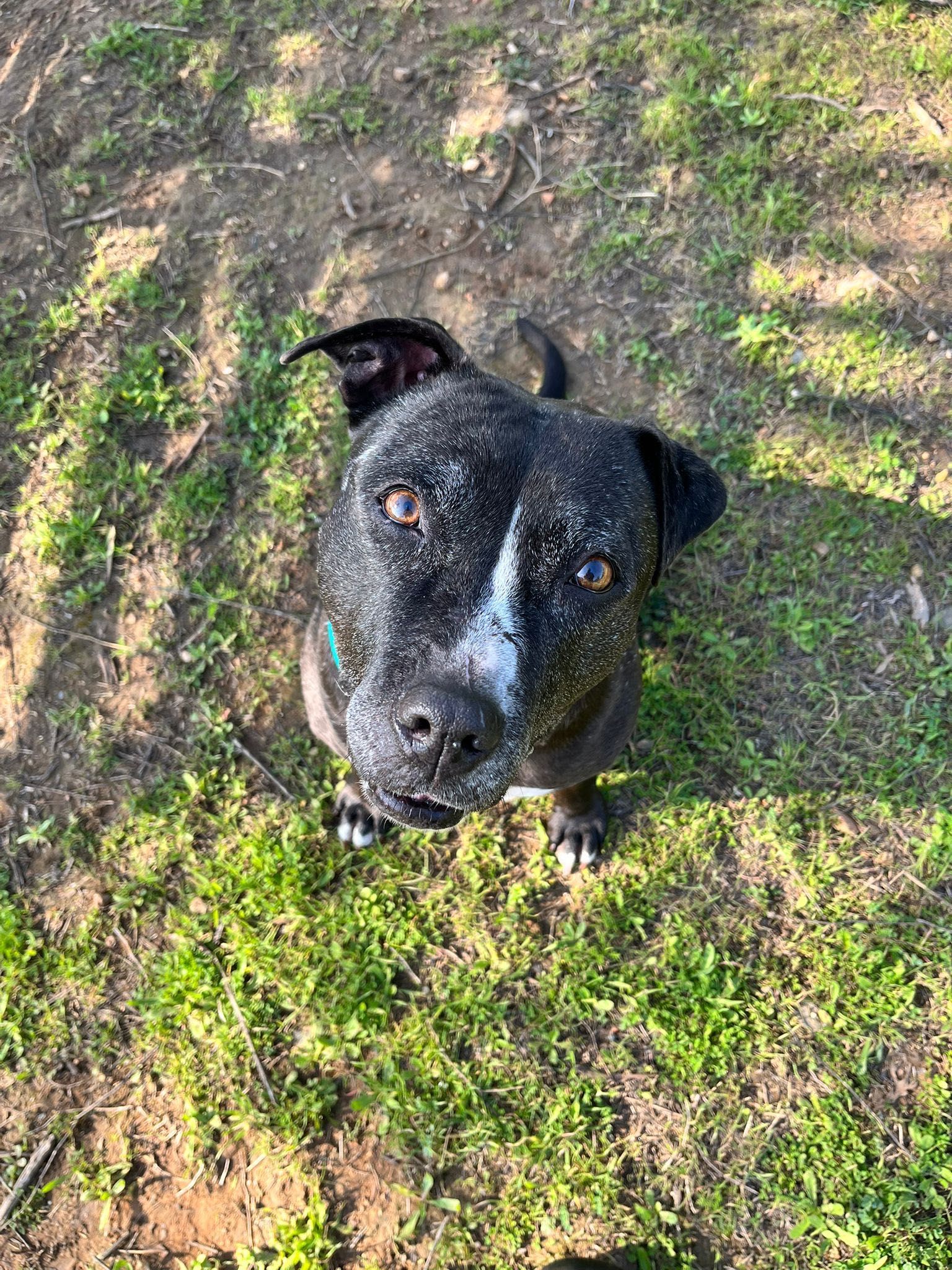 Daniela, amstaff, pitbull, amstafka, pitbulterier, 6 lat w schronisku