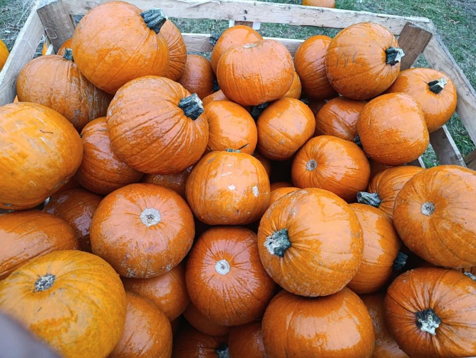 Dynia jadalna i na halloween