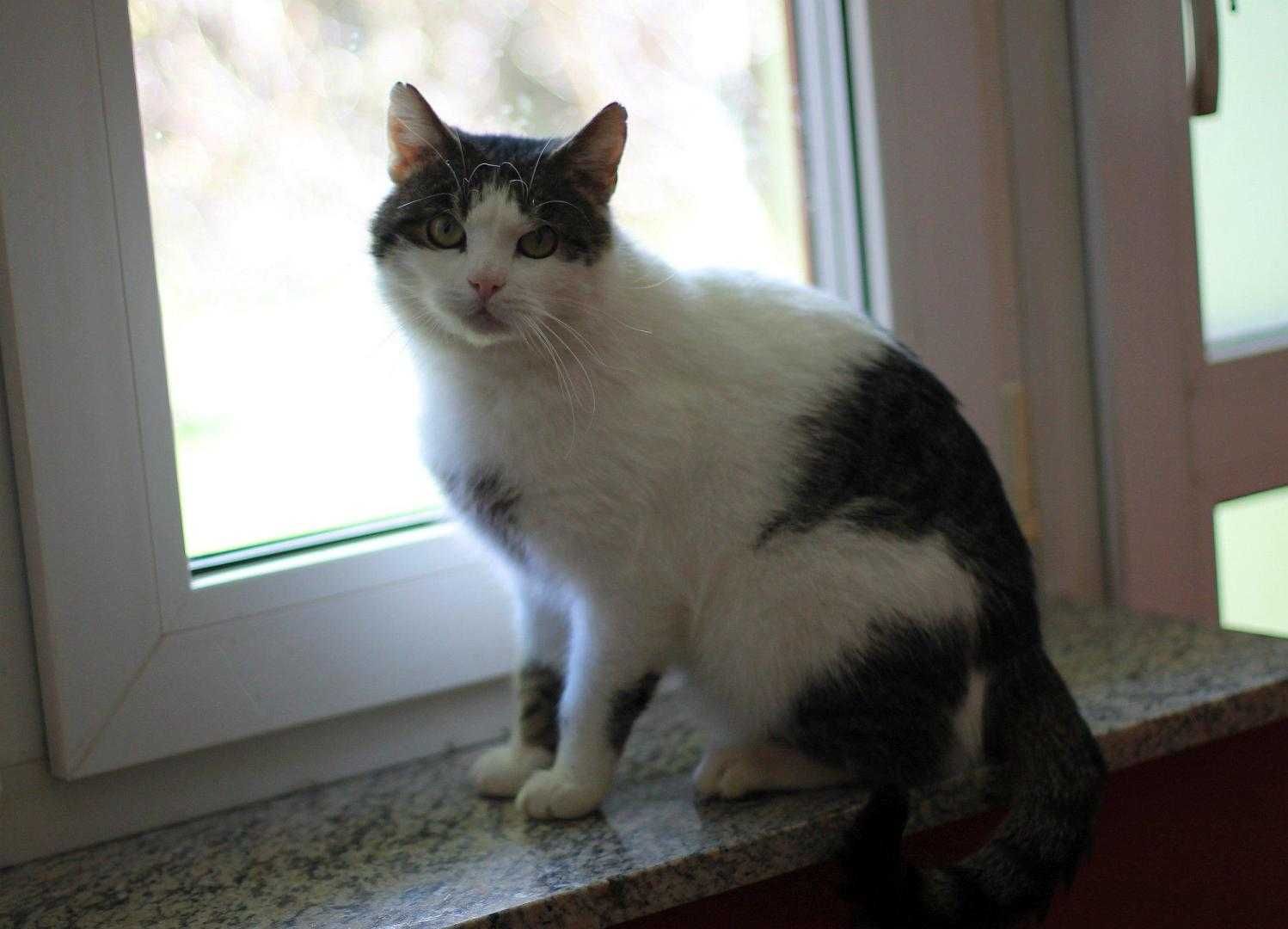 Bonifacy,miły kotek do adopcji.
