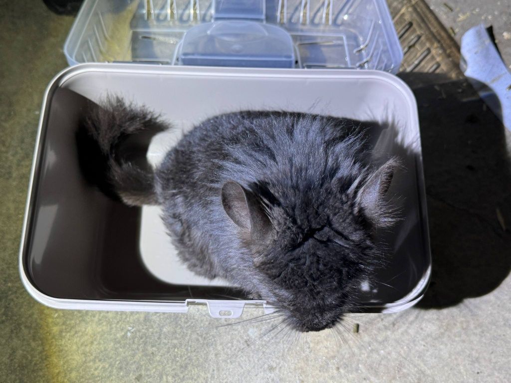 Szynszyl chinchilla Angora  czarny samiec black