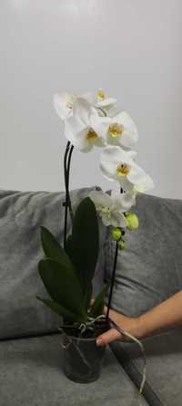 Орхідея каскад Albina 35
