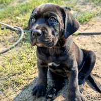 Cane Corso szczenię