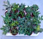 Suculentas e outras plantas
