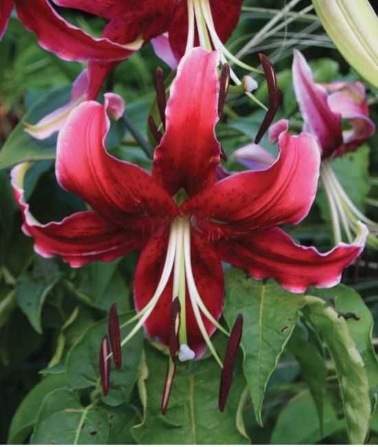 Lilie drzewiaste zestaw 6 różnych odmian 45 zł