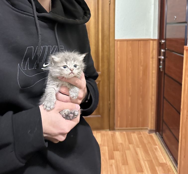 Котята от сибирской кошки