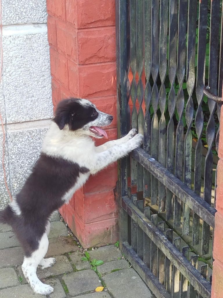 Border collie szczeniak suczka!