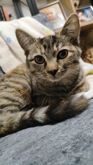 Orlik i Czajka do adopcji!