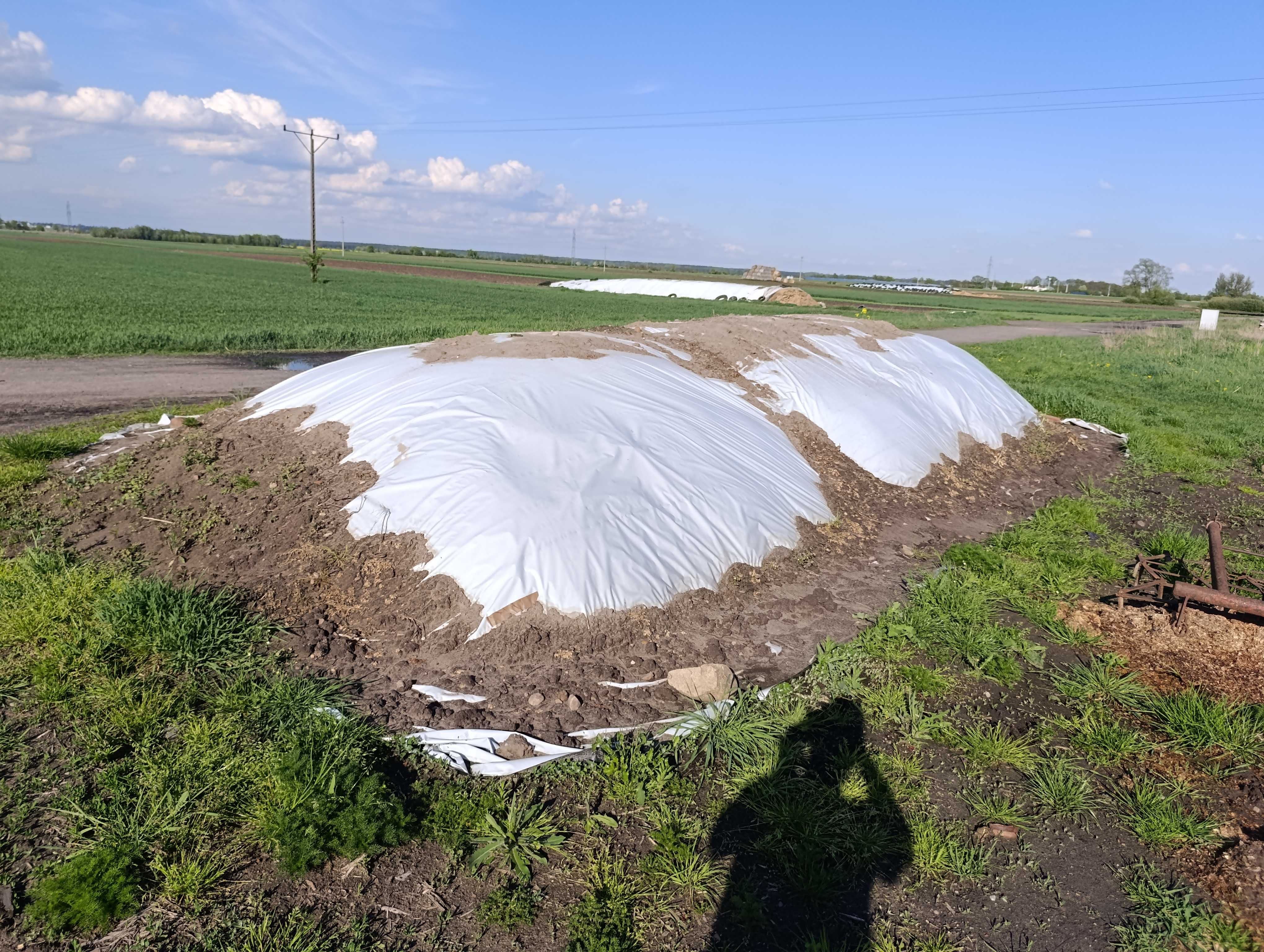 Wysłodki buraczane / kiszonka
