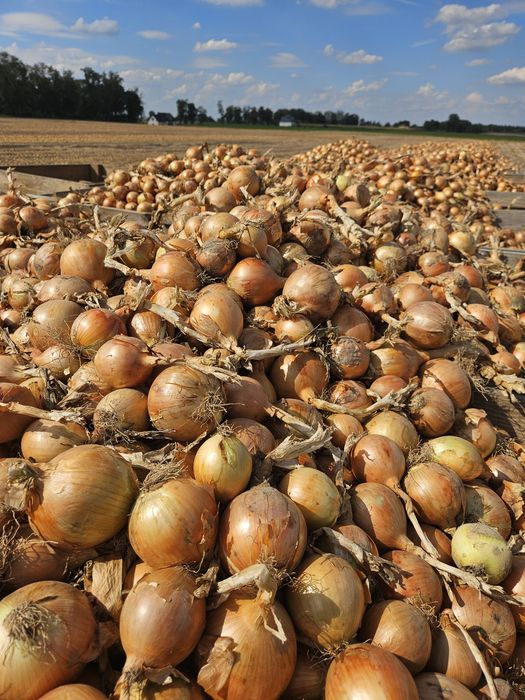 Sprzedam cebulę na długie przechowywanie