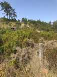 Terreno Misto urbanizavel em Carregueiros TOMAR