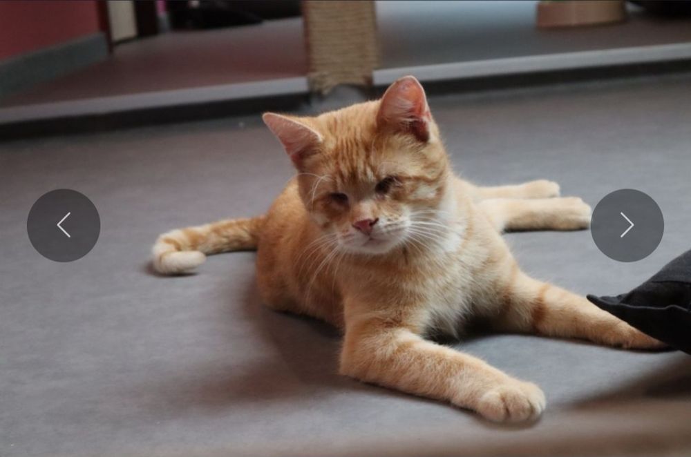 Niewidomy rudzielec, znajdzie kochający dom?