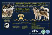 Alaskan Malamute ZkwP/FCI - zapowiedź miotu