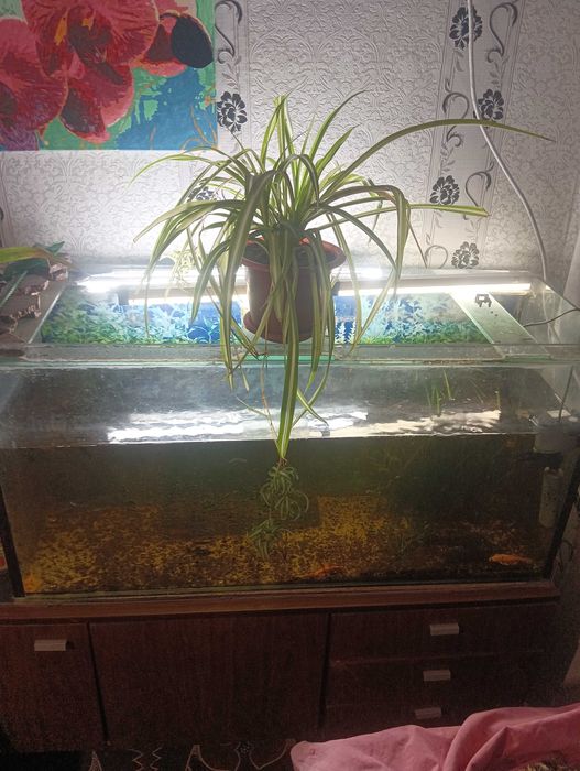 Акваріум на 280-300 літрів б/у