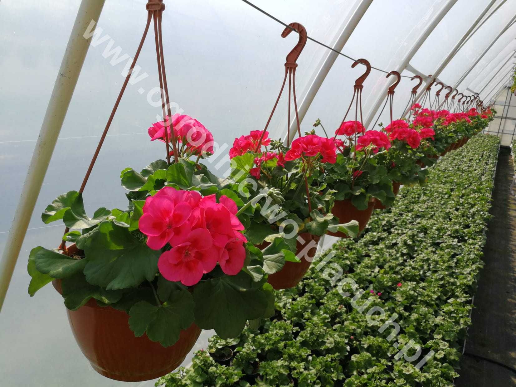 Najpiękniejsze KOSZE KWIATOWE pelargonia begonia surfinia fasola mix