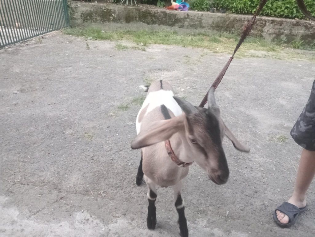 Sprzedam   młodego capka