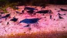 Krewetki Neocaridina Davidi var. Blue Velvet