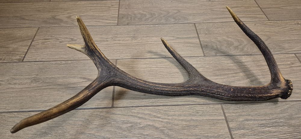 Poroże jelenia,  zrzut, róg, dziesiątak.